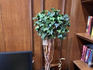 MINI TOPIARY PLANTS