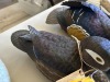 DUCK DECOY - JULES A BOUILLET - AUTHENTIC - HAND CARVED / HAND PAINTED - WOOD DUCK HEN - 2