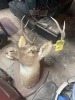 MOUNTED DEER HEAD