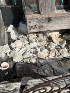 LOT SHELLS, CORAL, ETC (LOWER)