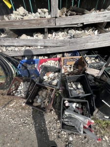 LOT SHELLS, CORAL, ETC (UNDER / LEFT)