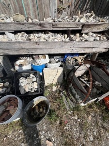 LOT SHELLS, CORAL, ETC (UNDER / RIGHT)