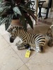 ZEBRA LAYING DOWN