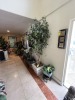 POT WITH ARTIFICIAL BONSAI TREE - 7'