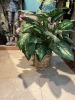 ASSORTED ARTIFICIAL PLANTS - 5