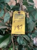 ASSORTED ARTIFICIAL PLANTS - 6