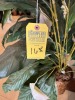 WICKER BASKET WITH ARTIFICIAL PEACE LILY - 2