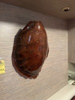 LARGE PRESERVED TURTLE SHELL