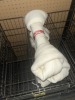 XXL DOG RAWHIDE BONES