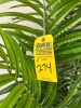 ARTIFICIAL PLANTS - 3
