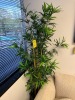 ARTIFICIAL TREE