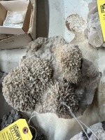 LOT GEODES