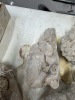 LOT GEODES