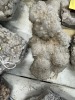LOT GEODES