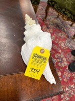 Conch Shell