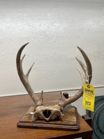 Sets Mounted Horns (1 Painted Gold)