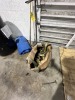 LOT STRAPS - 3