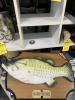 BIG MOUTH BILL BASS